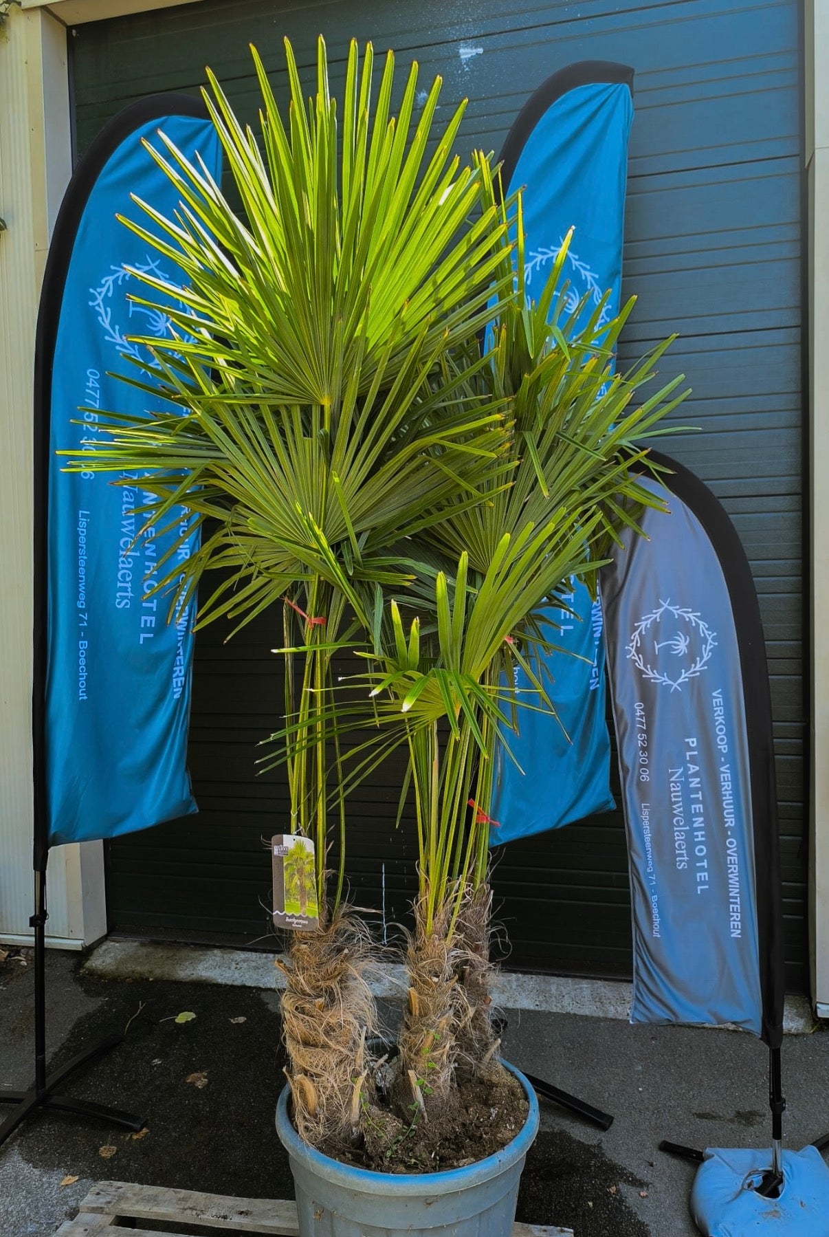 Meerstammige trachycarpus fortunei