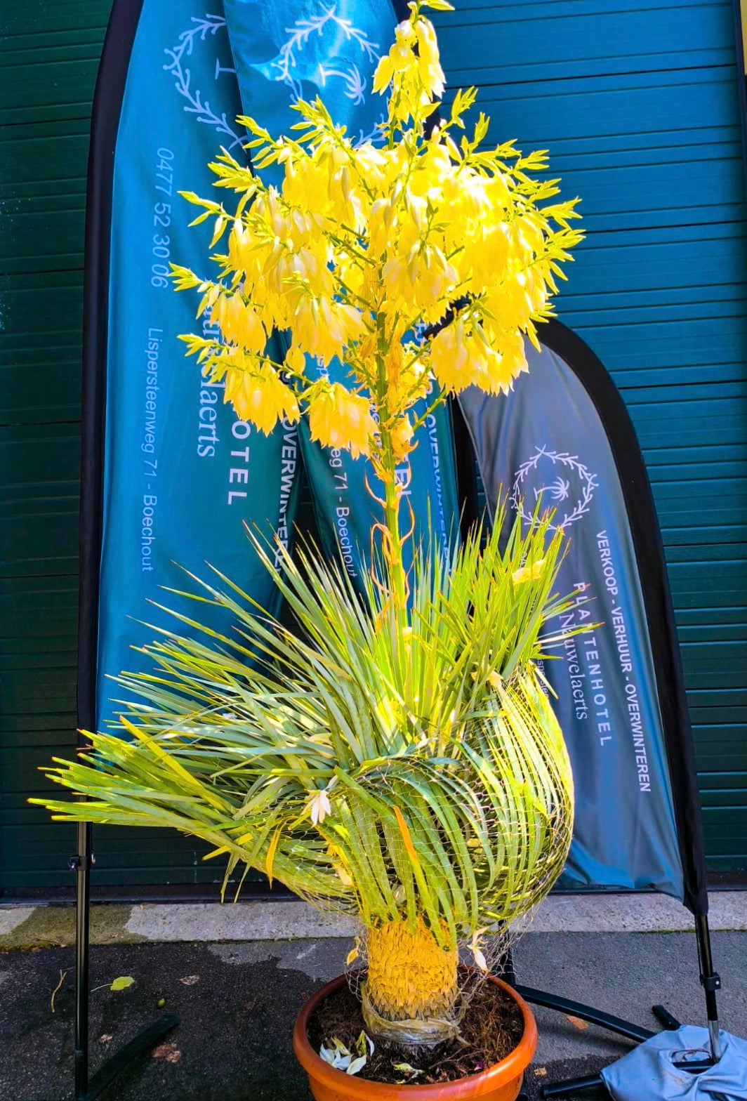 Yucca Rostrata