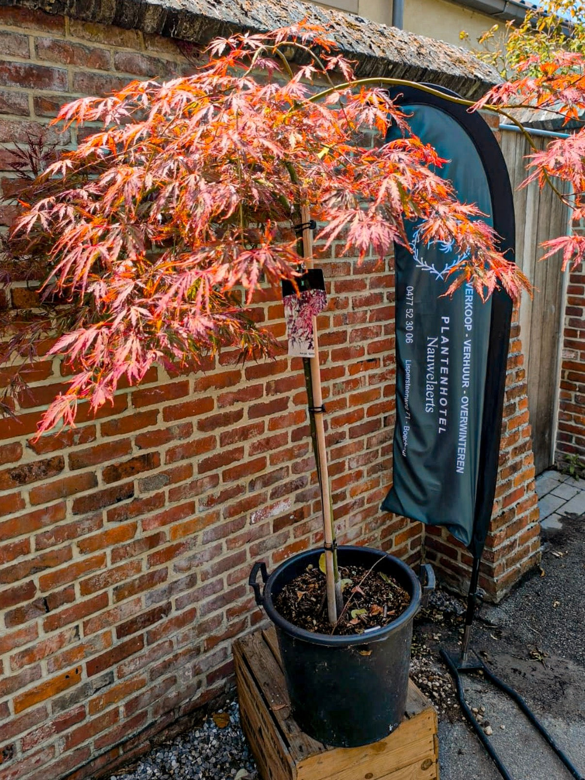 Acer