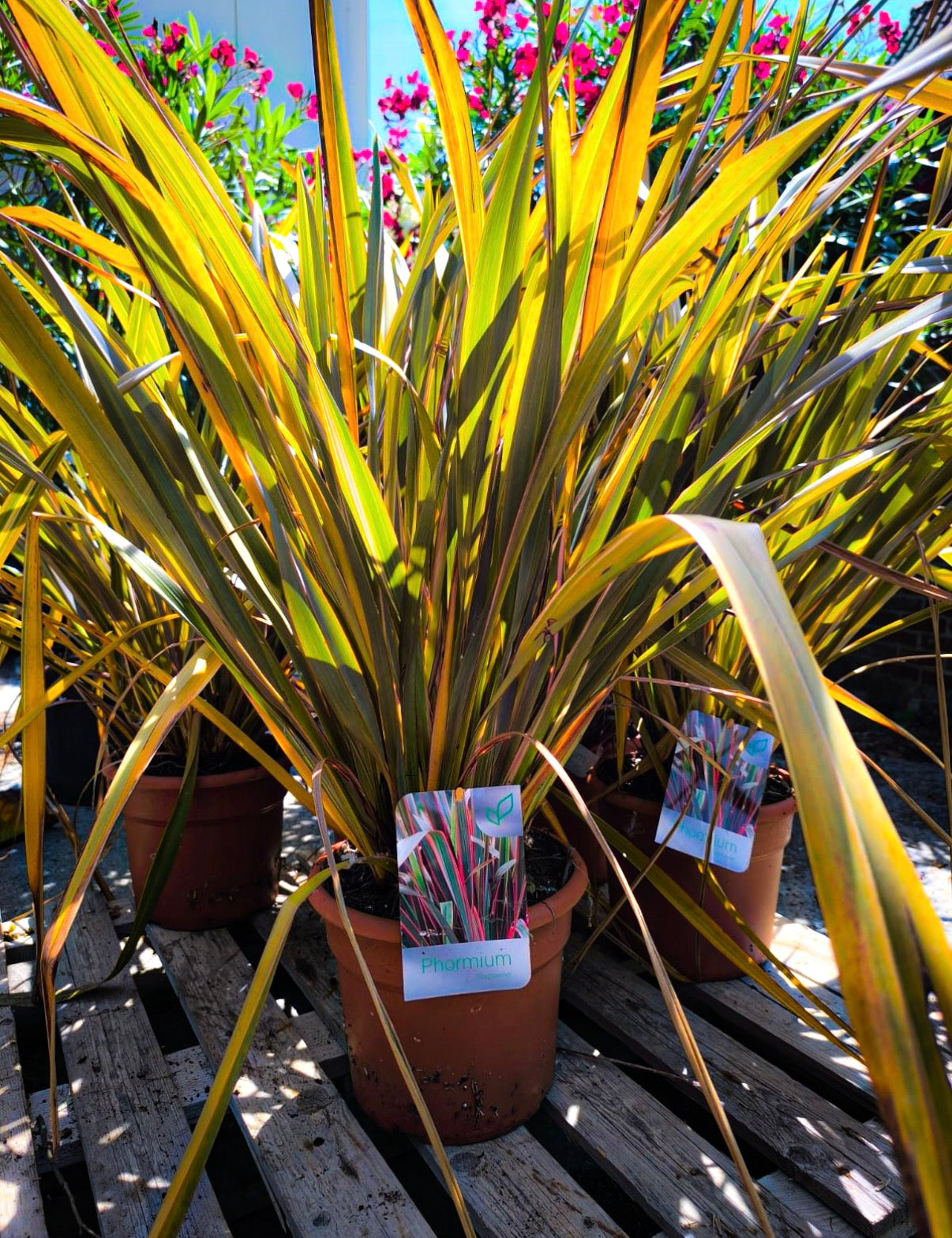 Phormium