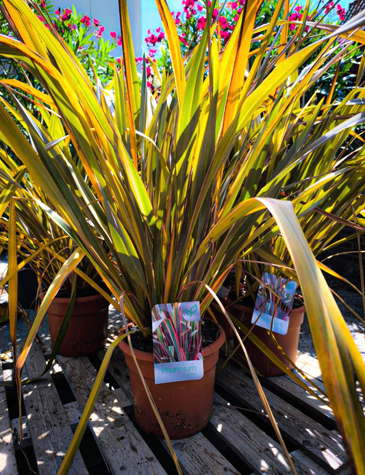 Phormium