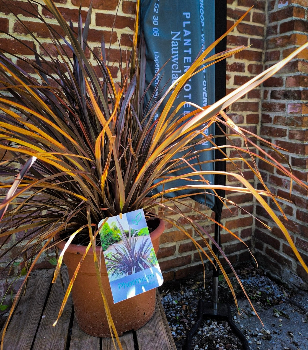 Phormium
