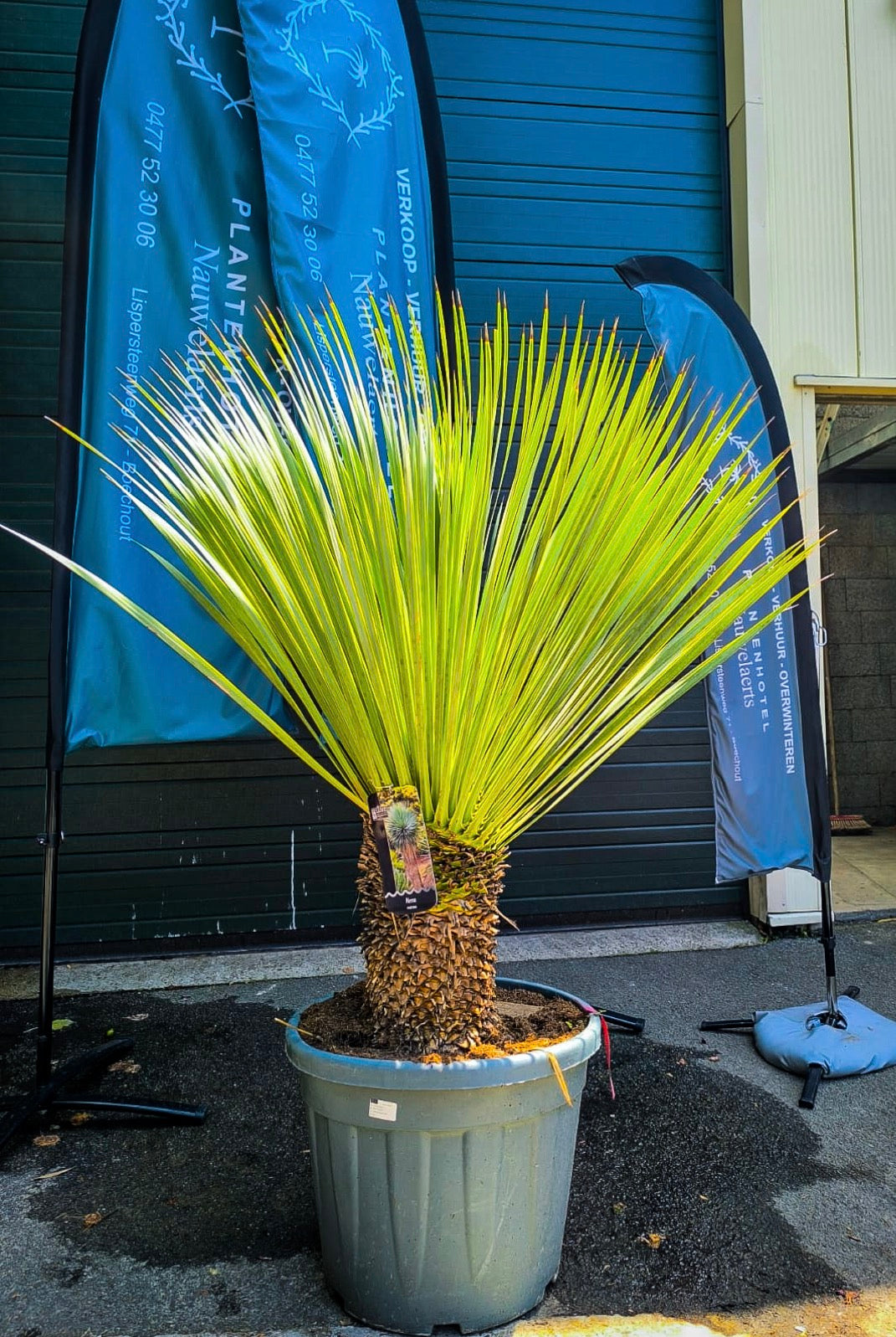 Yucca Rostrata