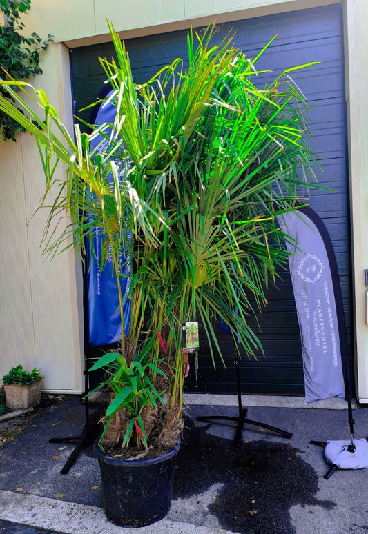 Meerstammige trachycarpus fortunei