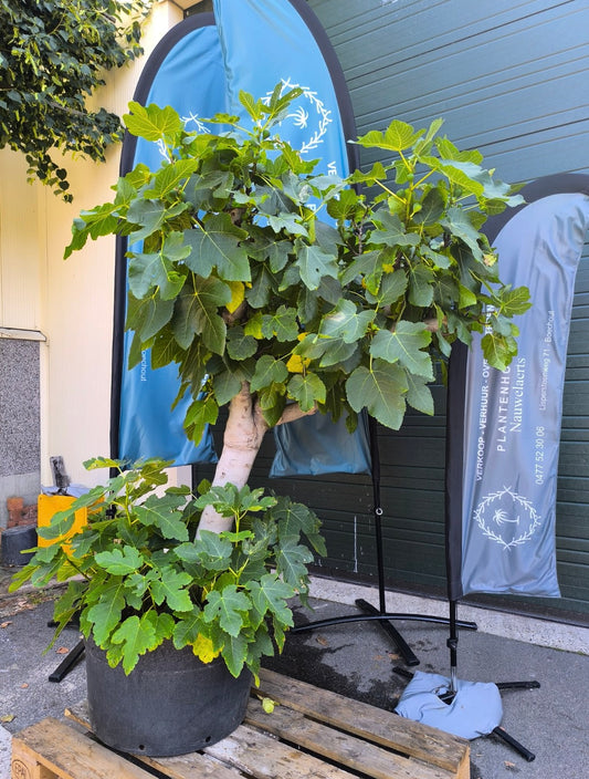 Vijgenboom