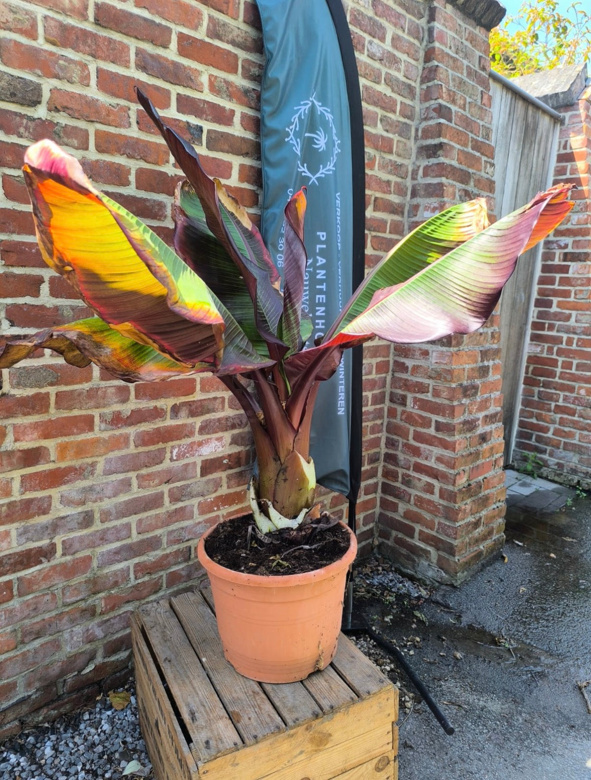 Musa
