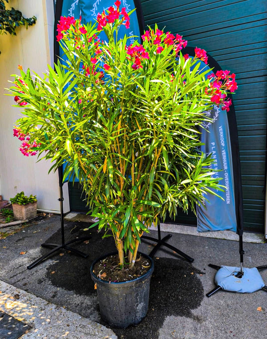 Oleander