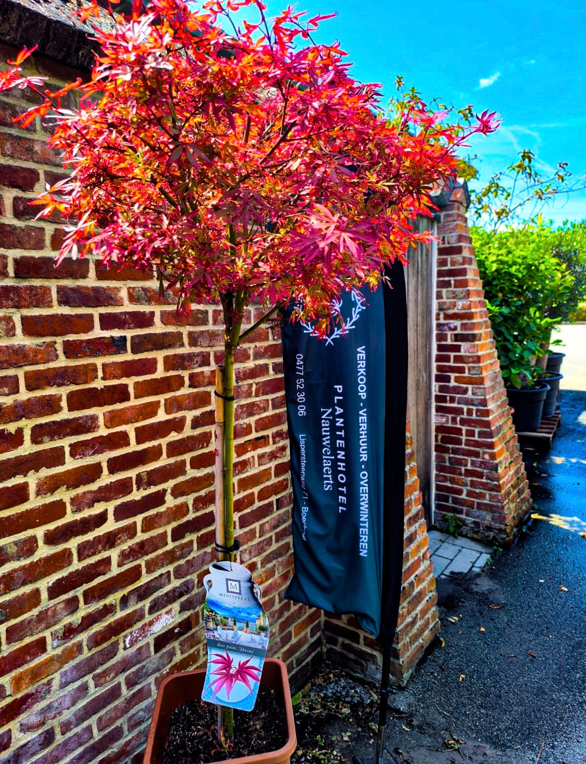 Acer palmatum