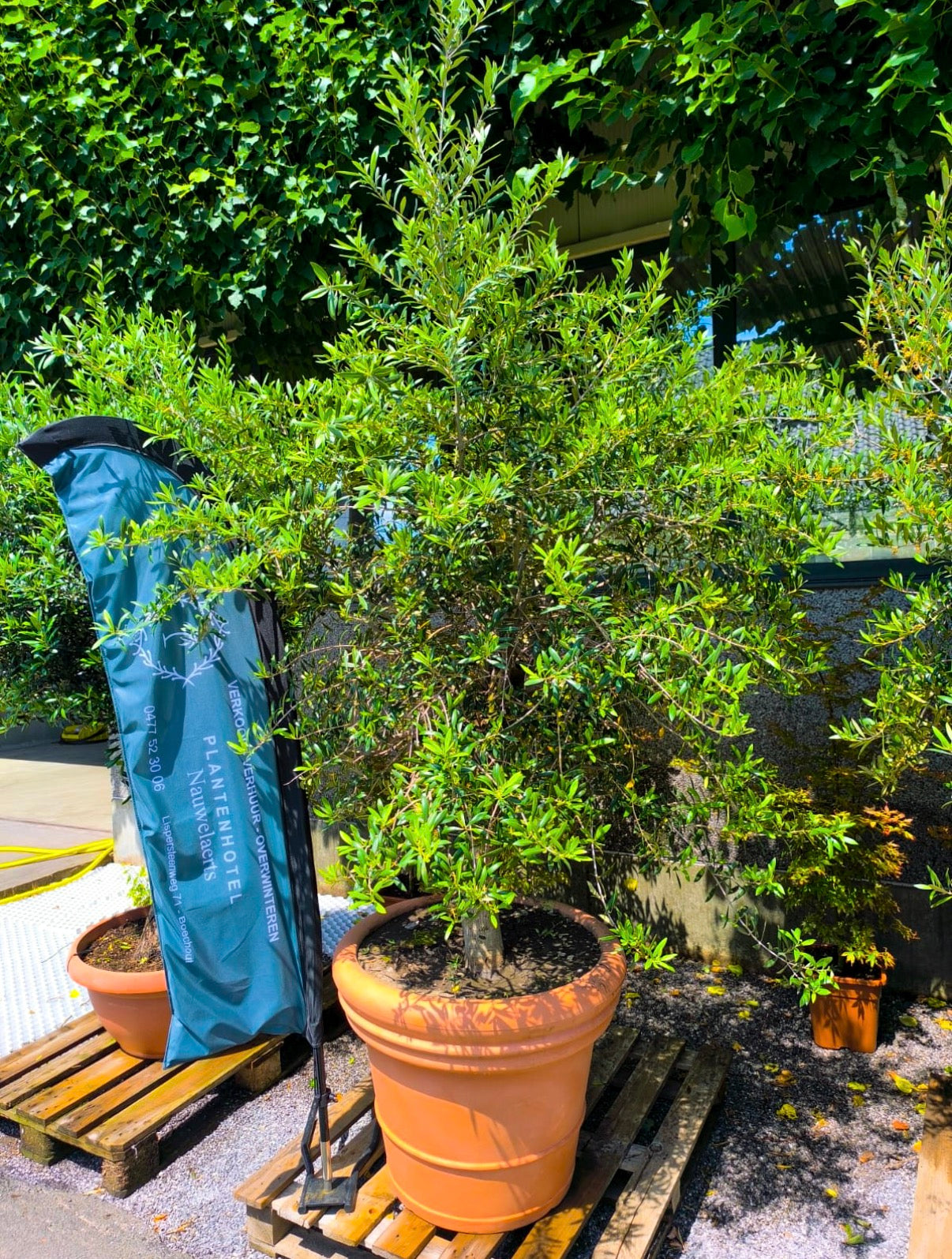 Olijfboom met sierpot