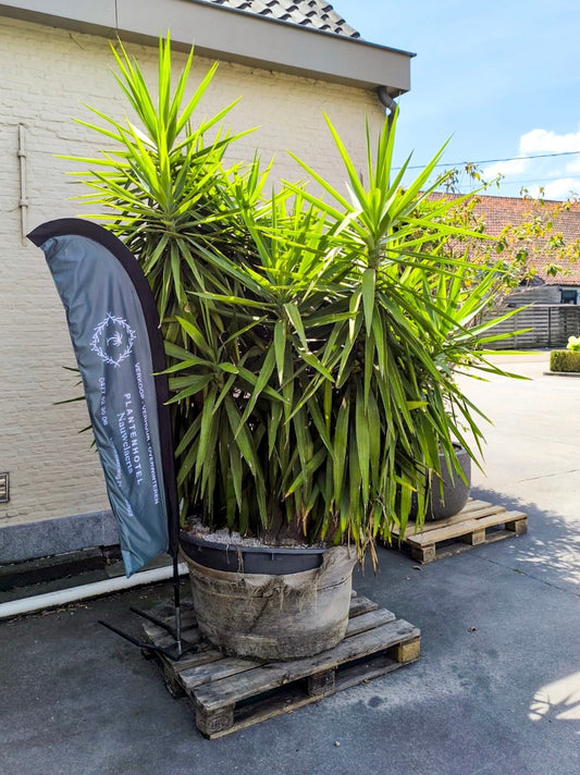Yucca