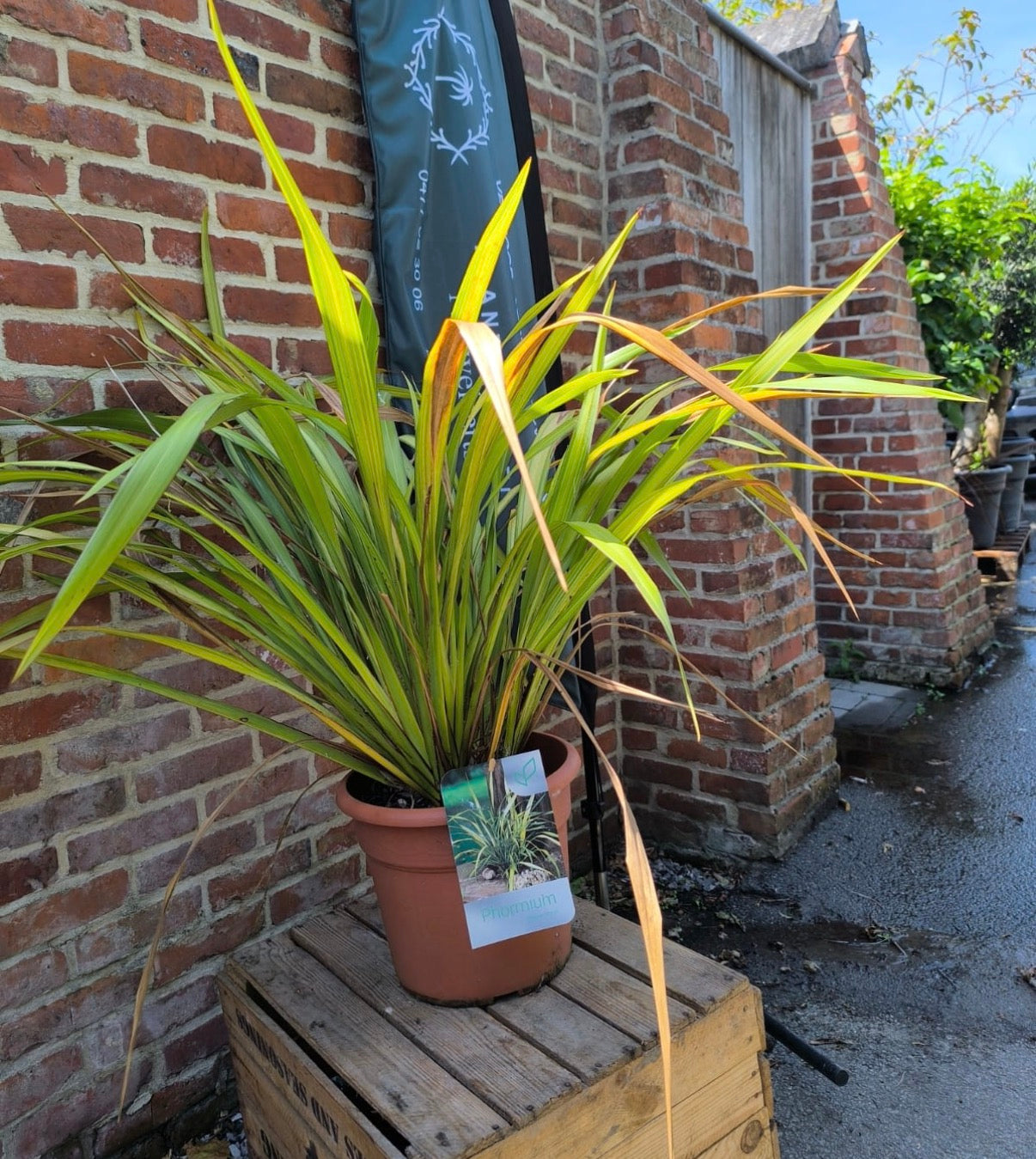 Phormium